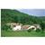 Domaine de Saint-Gery