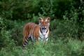 Orange County Kabini