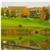 Doral Arrowwood
