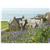Knockinaam Lodge