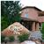 The Gonzo Inn