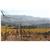 Hampton Inn  Suites Rohnert Park  Sonoma County