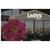 LivINN Suites Sharonville